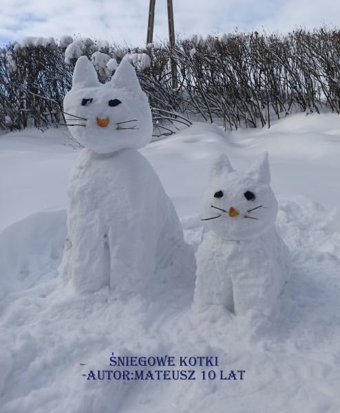 Sniegowe_kotki